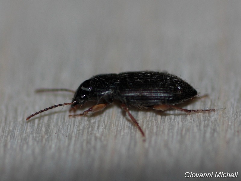 Piccolo Carabidae da ID: Parophonus maculicornis